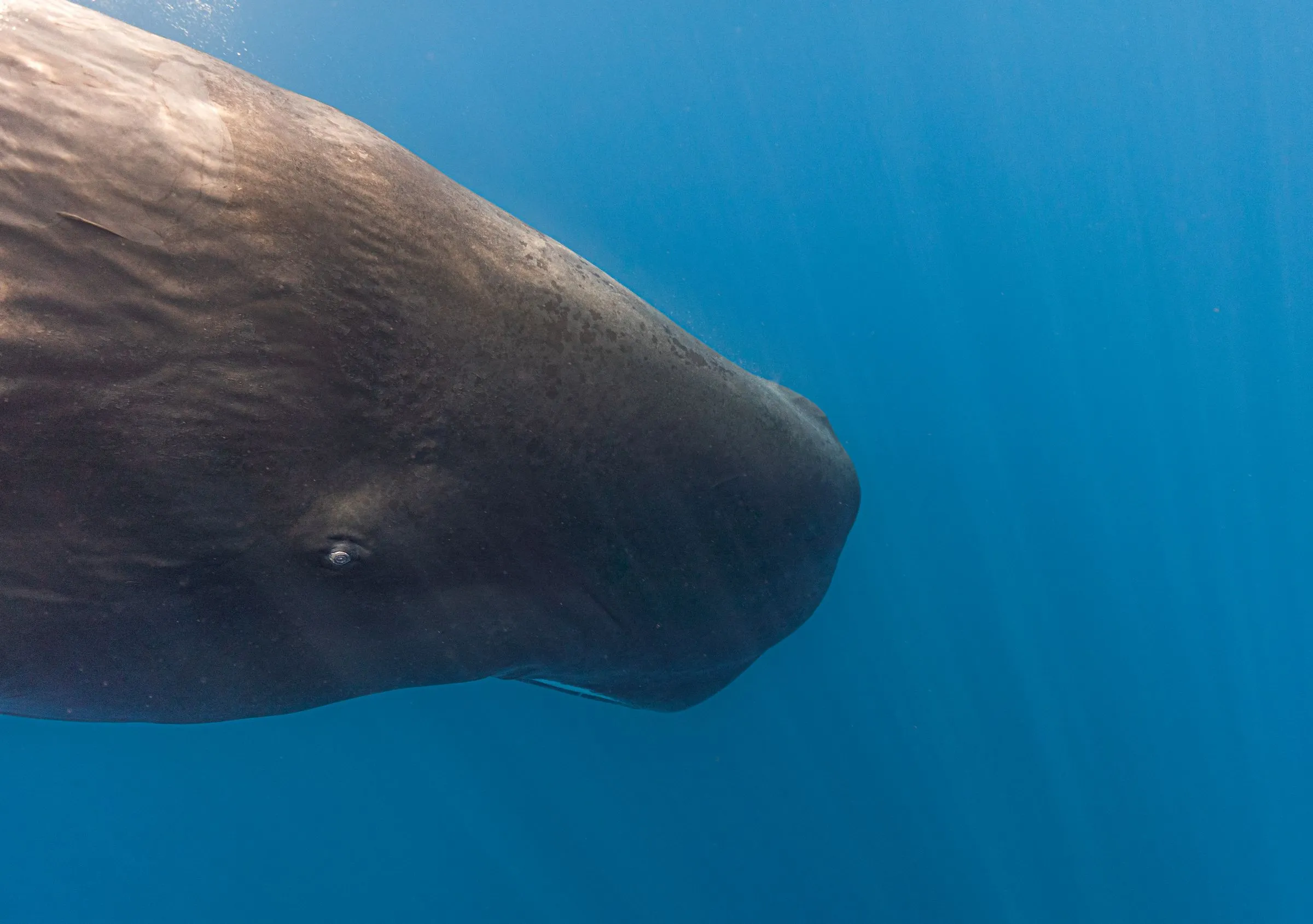 A sperm whale's huge square head looming out of blue water