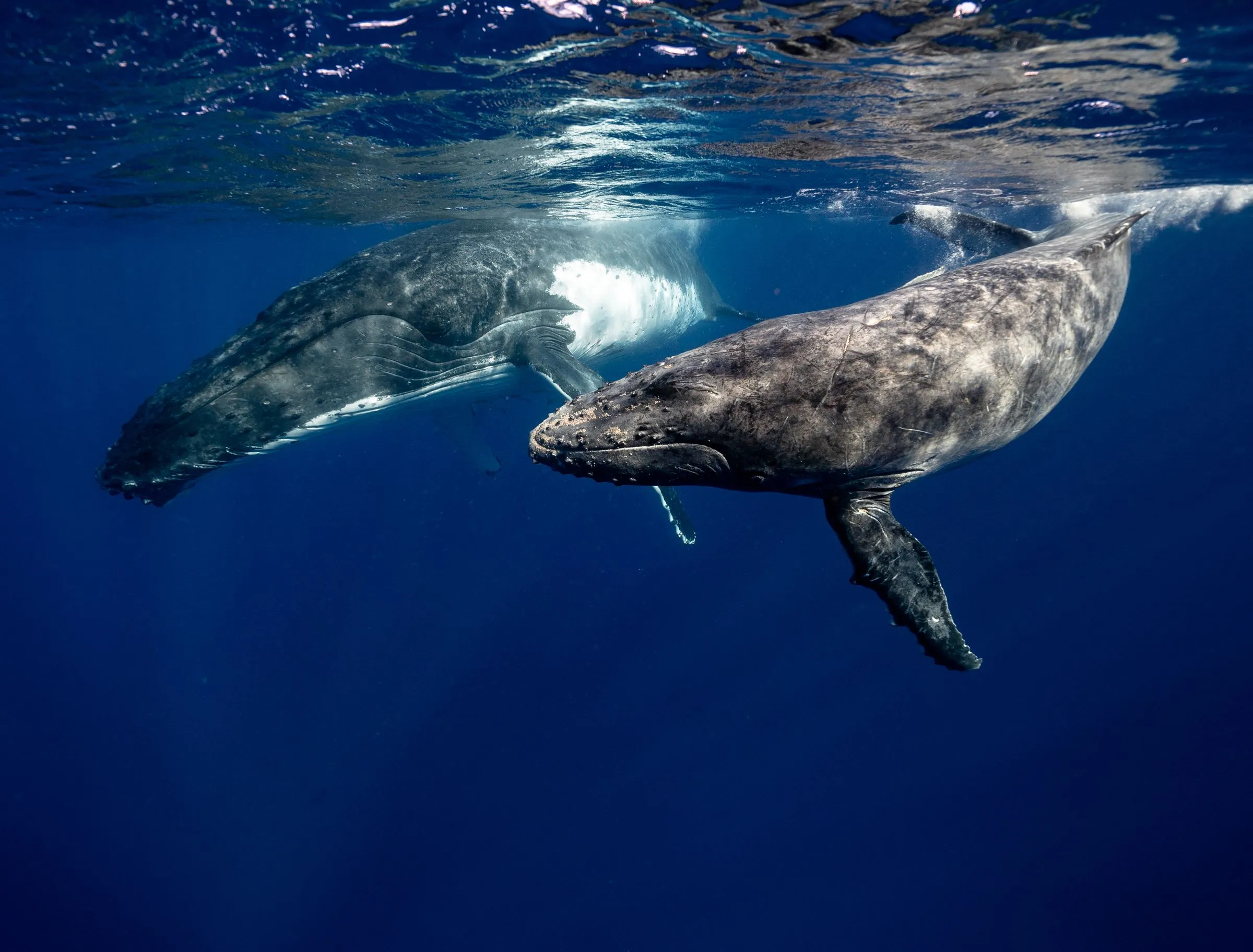 Two humpback whales swimming side by side in deep blue water